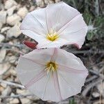 Convolvulus lanuginosus Fleur