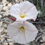 Convolvulus lanuginosus Virág