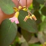 Oxalis barrelieri Leaf