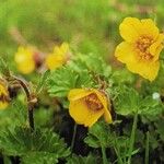 Geum reptans Květ