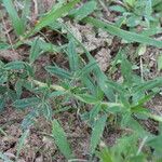 Stylosanthes fruticosa Blatt