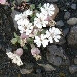 Silene uniflora Blomst