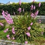 Watsonia borbonica ശീലം