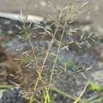 Eragrostis barrelieri Flower