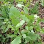 Pimpinella anisum Feuille