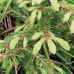 Picea rubensBlad