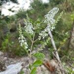 Aloysia gratissima Kvet