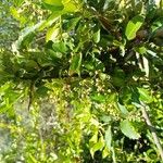 Pyracantha coccinea Fruit