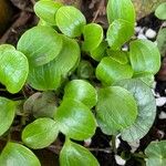 Dichondra micrantha برگ