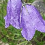 Campanula bertolae Cvet