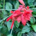 Salvia splendensКветка