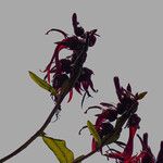 Lobelia petiolata Flower