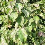 Cornus sanguinea Leaf