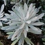 Helichrysum orientale Лист