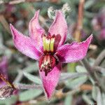 Krameria bicolor Flower