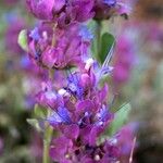 Salvia pachyphylla Flor