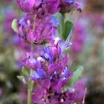 Salvia pachyphylla Цвят