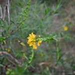 Heimia salicifolia Hábito