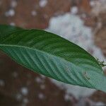 Gonzalagunia hirsuta Leaf