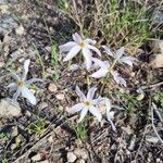 Narcissus serotinus Flower