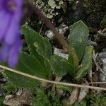 Primula glutinosa Blad