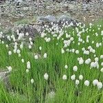 Eriophorum scheuchzeri Blodyn