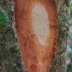 Duboscia macrocarpa Corteza