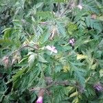 Geranium robertianum পাতা