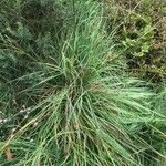 Carex binervis Pokrój