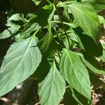 Ocimum carnosum Лист