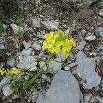 Erysimum rhaeticum Habit