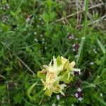 Dactylorhiza sambucinaFlor