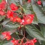 Begonia coccinea 花