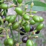 Jasminum didymum Fruchs