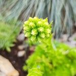 Sempervivum globiferumFolio