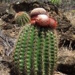 Melocactus intortus موطن