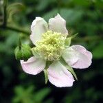 Rubus polyanthemus Kukka