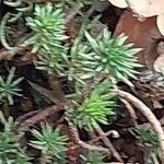 Petrosedum forsterianum Hoja