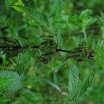 Urtica dioicaFlower