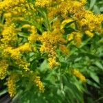 Solidago canadensisFlor