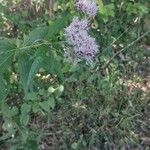 Eupatorium cannabinumKvět