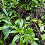 Rubia fruticosa Hoja