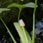 Pontederia rotundifolia Кветка