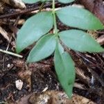 Spondias purpurea Leaf