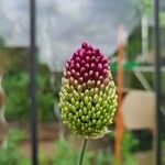 Allium vineale花