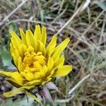Taraxacum palustre Flower