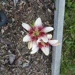 Lilium bulbiferumЦветок