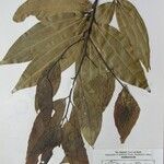 Cinnamomum tamala Altres