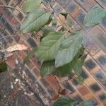 Viburnum tinus 葉