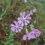 Silene graeca Flor
